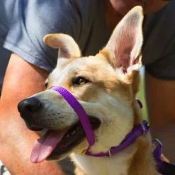 Canny Collar Erziehungshalsband Lila 28 - 33cm | Gr. 2 Hundehalsband