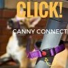 Canny Collar CONNECT Lila | 25mm X 120cm Hundeleine
